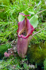 One Nepenthes in the garden.