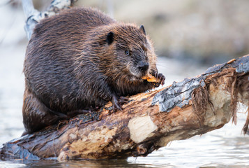 Beaver in the Canadian wilderness © Jillian