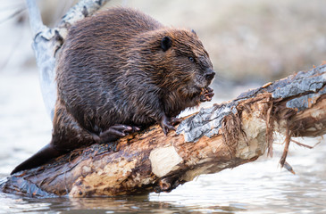Beaver in the Canadian wilderness © Jillian