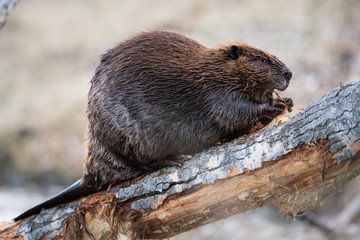 Beaver in the Canadian wilderness