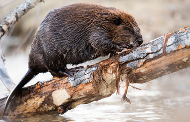 Beaver in the Canadian wilderness © Jillian