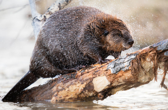 Beaver in the Canadian wilderness