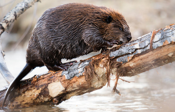 Beaver in the Canadian wilderness