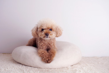 モデル犬トイプードル