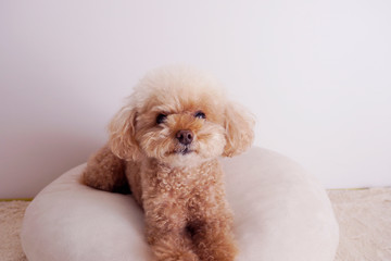 カメラを見るトイプードル