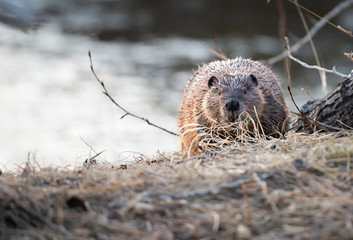 Beaver in the Canadian wilderness