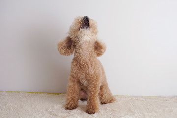 遠吠えするトイプードル