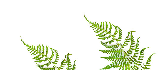 Fresh green fern leaves isolated on a white background. © Snowbelle