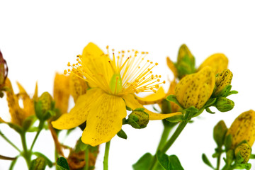 St. John's wort (Hypericum perforatum) fresh herb with flowers isolated on a white background.