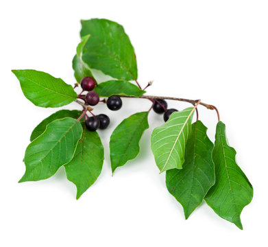 Branch of breaking buckthorn (Frangula alnus) with green leaves isolated on a white background.