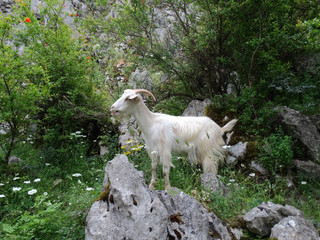 Wild goat in field. Young white goat is standing on a stone and eating food in outdoor.
