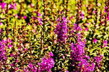 産山のミソハギ