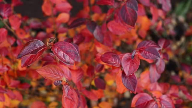 branches with autumn red and orange Cotoneaster lucidus, the shiny cotoneaster, or hedge cotoneaster leaves, close up full HD stock video footage in background real-time