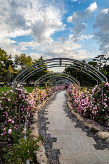 China Changchun Children's Park landscape and blooming roses