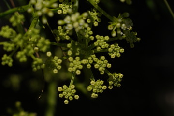 Flowers in cliffs. Asturias,Spain Huelga Beach. 