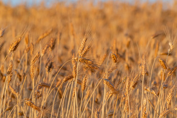 golden wheat field and sunny day. Ripe yellow wheat ears in the harvest season