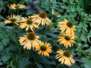 Yellow daisy flowers blooming in outdoor. Bellis perennis is a common European species of daisy, it...