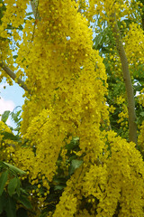 Naklejka premium yellow acacia imperial tree