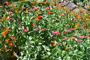 色とりどりの花