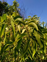 Acacia aneura (also called mulga, true mulga, akasia) with a natural background
