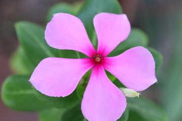 ant walking around on a pink Madagascar periwinkle Flower with Selective focus and blur background