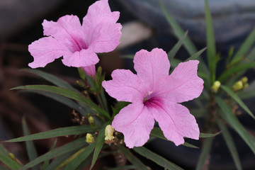 close up pink ruellia tuberosa flower.