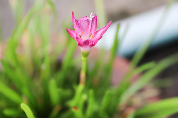 Close up Tulip Flower with Selective focus and blur background