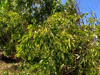 Acacia aneura (also called mulga, true mulga, akasia) with a natural background