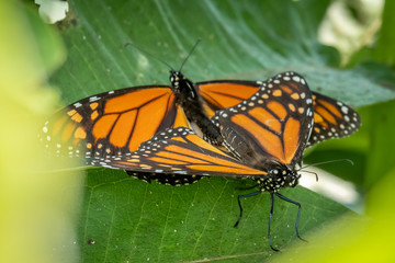 A pair of monarch butterflies procreate on milkweed. Raleigh, North Carolina.