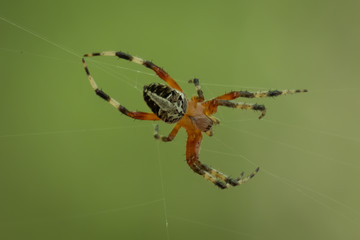 A Redfemured Spotted Orbweaver spins her web. Raleigh, North Carolina.