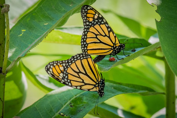 A pair of monarch butterflies copulate on milkweed. Raleigh, North Carolina.