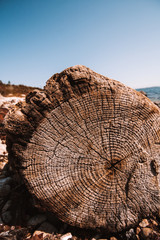 Driftwood log on beach