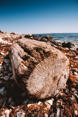 Driftwood log on beach