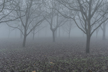 trees in fog