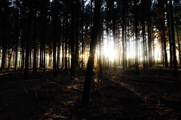 Fototapeta premium sunset in the forest