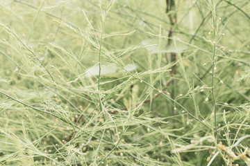 Close up on dense overgrown foliage with wispy texture, branches, seeds.
