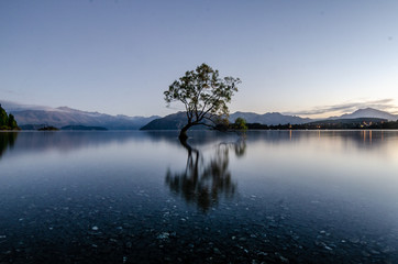 The Wanaka Tree 