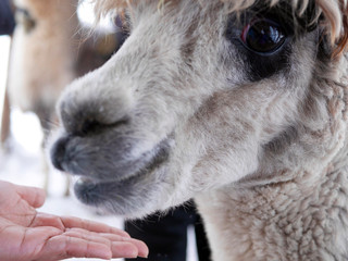 A hand tries to feed an alpaca