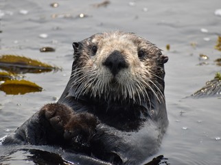 An adorable sea otter (Enhydra lutris) looks from the waters of Elkhorn Slough on the California...