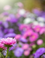 close up of beautiful flowers Callistephus chinensis or Callistephus or China aster and annual aster in pink and violet colors blomming in the garden in summer season.