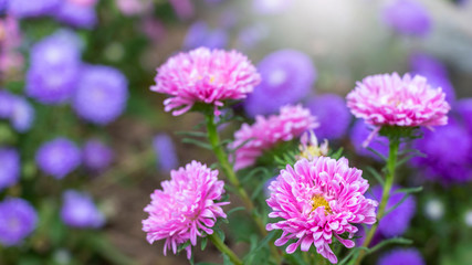 close up of beautiful flowers Callistephus chinensis or Callistephus or China aster and annual aster in pink and violet colors blomming in the garden in summer season.