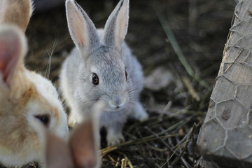 Rabbit