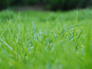 Pasto green © alejandra