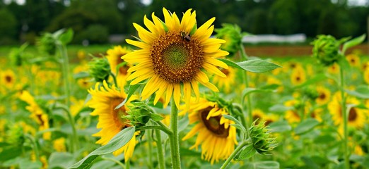 Obraz premium Bee collecting nectar from sunflower plant with numerous sunflower plants in the background. 
