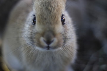 close up of a rabbit