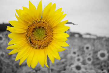 Close up on sunflower with field of sunflowers as blurry background in black and white