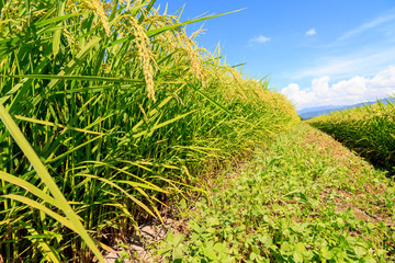 8月の田んぼ　稲　青空　秋田県
