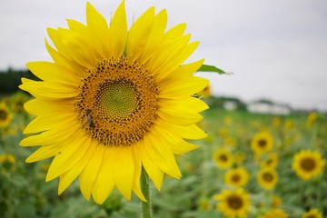 Fototapeta premium Close up on sunflower with a field of sunflowers as a blurry background 