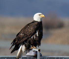 american bald eagle