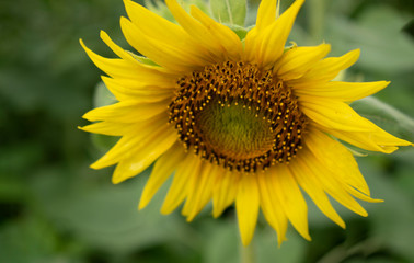Looking down on sunflower with green leaf background.  